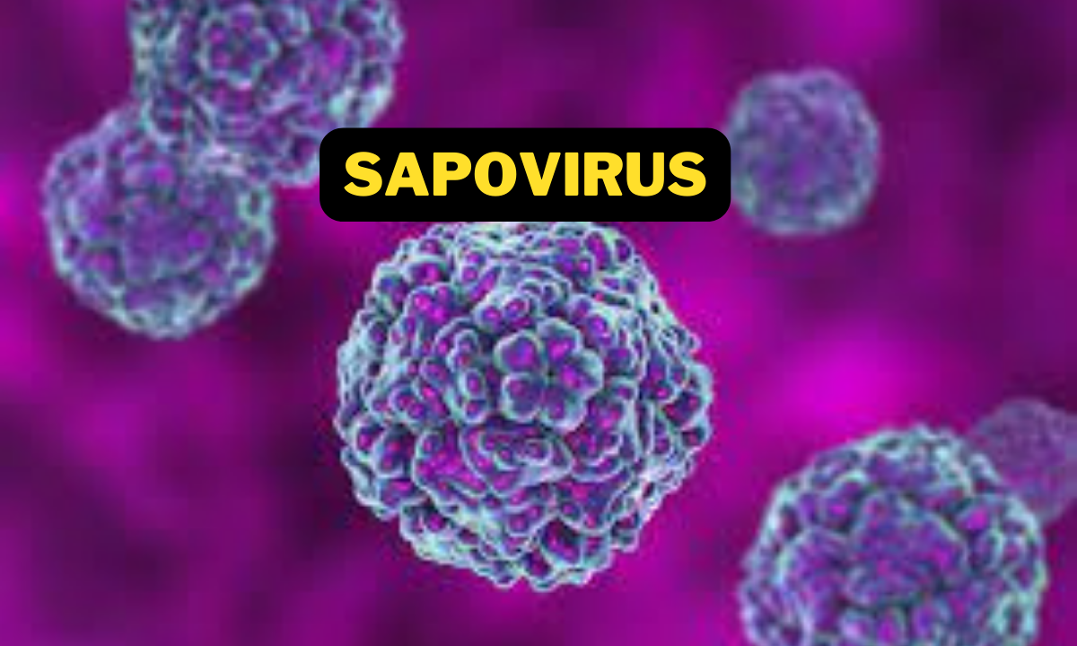 sapovirus