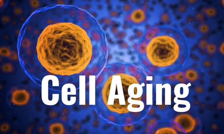 cell aging