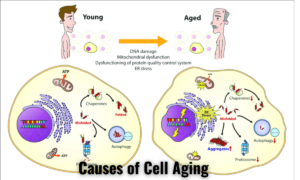 cell aging