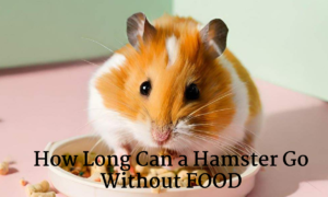 hamster 