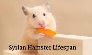 hamster 