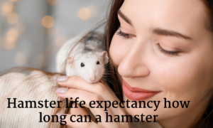 hamster 