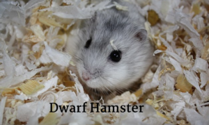 hamster 