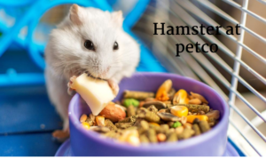 hamster 