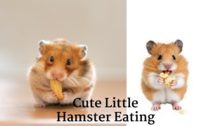 hamster 