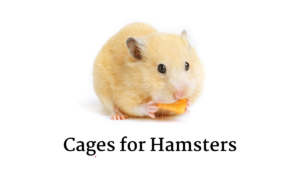 hamster 