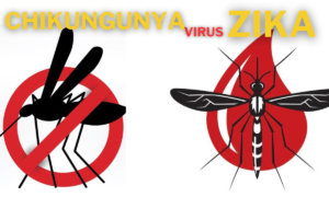  Chikungunya Virus