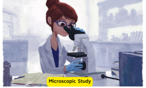 Saccharomyces cerevisiae microscope