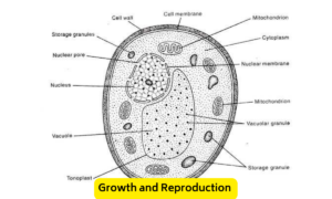 Saccharomyces cerevisiae microscope