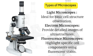 Saccharomyces cerevisiae microscope