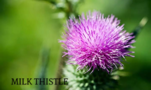  milk thistle for fatty liver