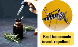 homemade insect repellent