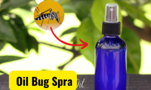 homemade insect repellent