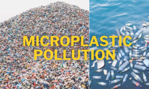 microplastics in humans