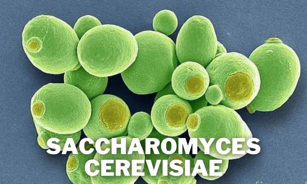 Saccharomyces cerevisiae microscope