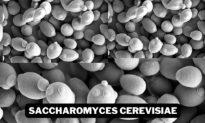 Saccharomyces cerevisiae microscope