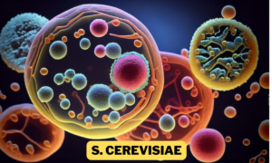 Saccharomyces cerevisiae microscope