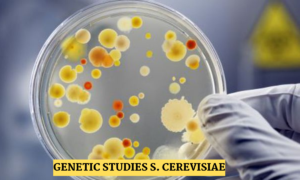 Saccharomyces cerevisiae microscope