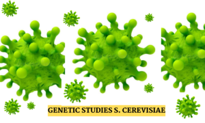 Saccharomyces cerevisiae microscope