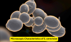 Saccharomyces cerevisiae microscope