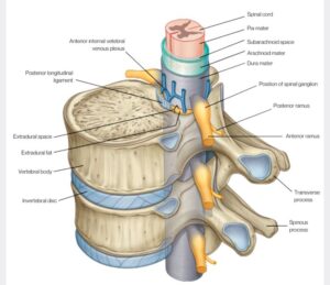 chloroprocaine spinal dose