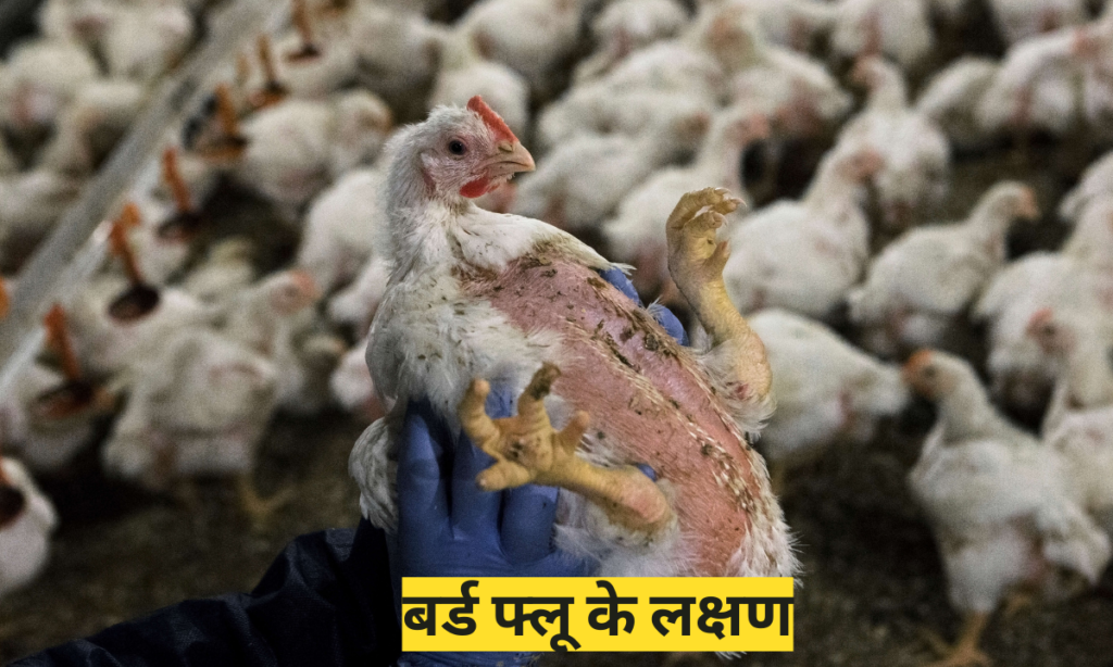 Brid Flu in Hindi