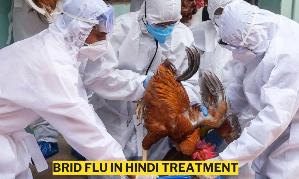 Brid Flu in Hindi