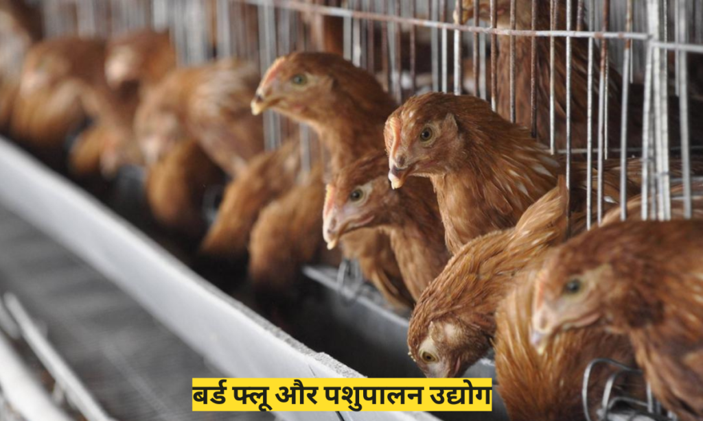 Brid Flu in Hindi